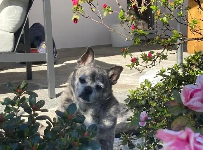 Casa Cristina Feriehus